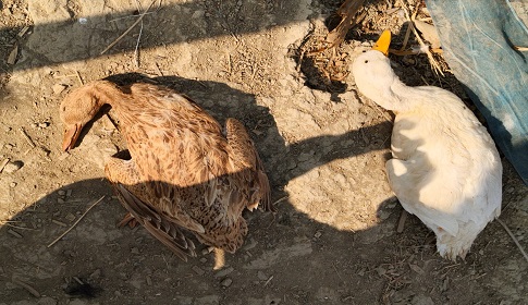 দুটি ডিম পাড়া হাঁস মেরে রেখে গেল দুর্বৃত্তরা 