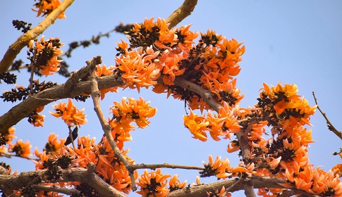 বসন্তের অগ্নিশিখা পলাশে রঙিন মহম্মদপুর 