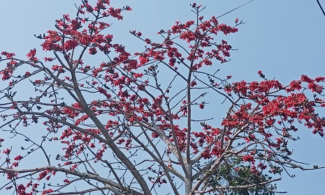 বসন্তে ফুটেছে দৃষ্টিনন্দন লাল রঙের শিমুল