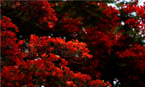 ফাল্গুন