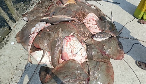 সুন্দরবনের সংরক্ষিত এলাকায় মাছ ধরার সময় ২২ জেলে আটক