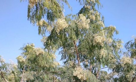 বসন্তের ছোঁয়ায় লোহাগড়া জুড়ে শ্বেতশুভ্র সজনে ফুলের মুগ্ধতা 