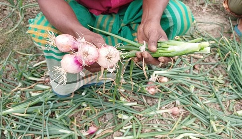 বালিয়াকান্দিতে রাতের অন্ধকারে কৃষকের জমির পেঁয়াজ ক্ষেত নষ্ট করল দুর্বৃত্তরা
