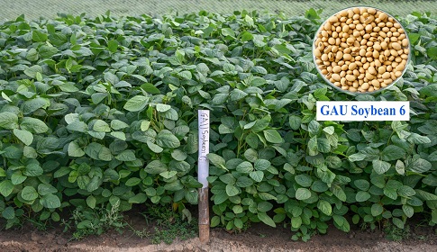 গাকৃবিতে দেশের প্রথম উচ্চ খরা সহনশীল সয়াবিনের জাত উদ্ভাবন      