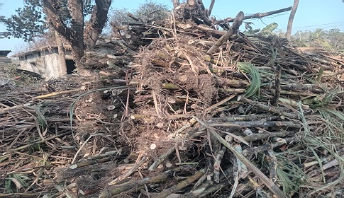 ফরিদপুর চিনি কলের আখ ক্রয়ে অনিয়ম করছে কয়েকটি আখ সেন্টার