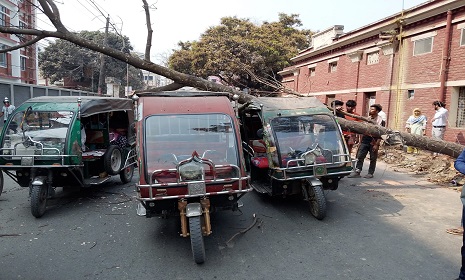 রাস্তার ওপর ভেঙে পড়ল মেহগনি গাছ, অল্পের জন্য প্রাণে রক্ষা পেলেন যাত্রীরা