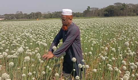 কালো সোনা চাষ করে মোশাররফ তালুকদারের বাজিমাত