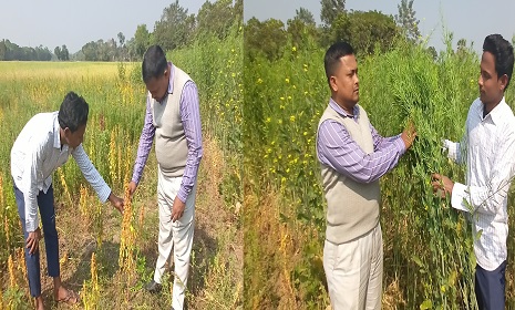 মহম্মদপুরে ভিয়েতনামী সরিষা ও সুপারফুড কিনোয়া চাষে কৃষক তামজিদের সাফল্য 