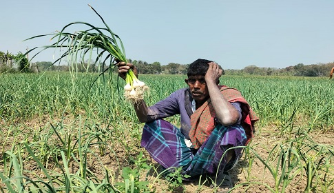 ফসলের সাথে এ কেমন শত্রুতা!