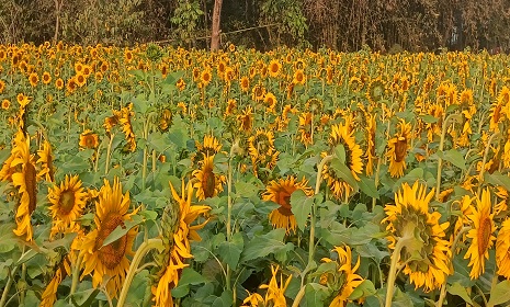 মহম্মদপুরে দিগন্তজোড়া হলুদ বিপ্লব, বদলে যাচ্ছে গ্রামীণ অর্থনীতি