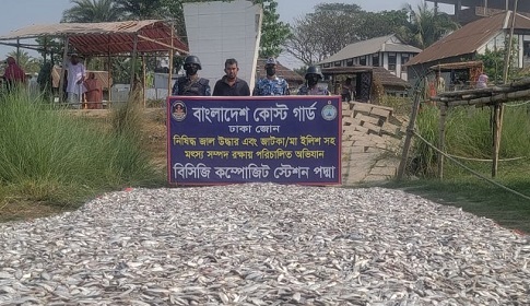 পদ্মা সেতু টোল প্লাজার কাছে আধা টন জাটকা ইলিশ জব্দ 