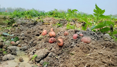 ঠাকুরগাঁওয়ে আলুর বাজারে ধস, খরচ না ওঠায় বিপাকে কৃষক