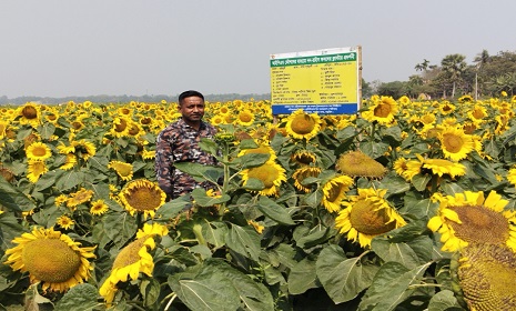 খরচ কম, ফলন অধিক, নড়াইলে জনপ্রিয় হয়ে উঠছে সূর্যমুখী ফুলের চাষ 