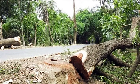 সড়কের গাছ কাটতে নিতে হবে অনুমতি 