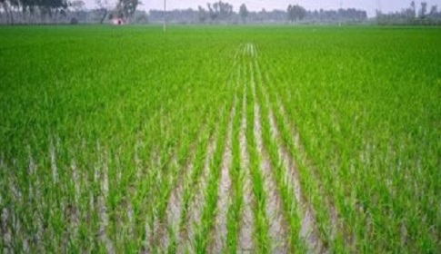 দিনাজপুরে বৃষ্টিতে বোরো চাষিদের স্বস্তি