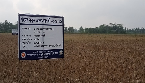 কলাপাড়ায় লবণ সহিষ্ণু জাতের গম উৎপাদনে গবেষণা শুরু