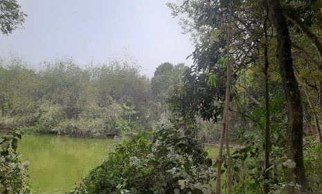 জমির মালিকানা নিয়ে দ্বন্দ্বে গাছ কাটার অভিযোগ