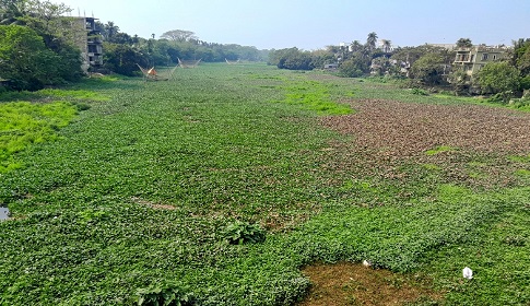কাঁচামাটিয়া নদীর কচুরিপানা এখন মশা উৎপাদনের অভয়াশ্রম