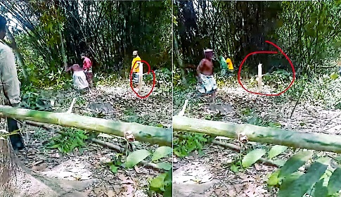 জমির মালিকানা নিয়ে দ্বন্দ্বে গাছ কাটার অভিযোগ