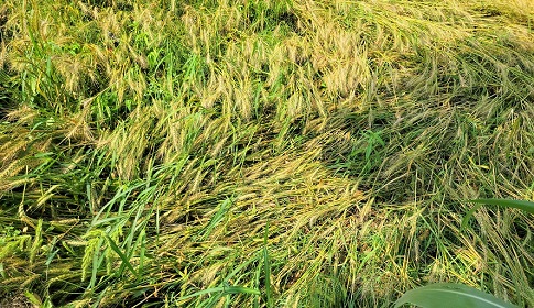 ঠাকুরগাঁওয়ে শিলাবৃষ্টি ও ঝড়ে ফসলসহ আম লিচুর ব্যাপক ক্ষয়ক্ষতি