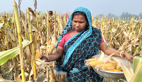 সোনাতলায় ভুট্টার বাম্পার ফলন, কৃষকের মুখে হাসি