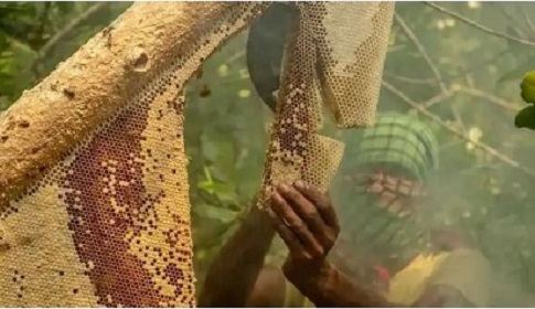 পহেলা এপ্রিল থেকে সুন্দরবনে মধু আহরণ শুরু