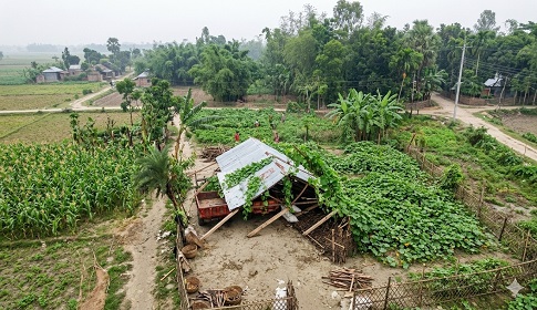 নীলফামারীতে ঝড়ের তাণ্ডব, ফসলের ব্যাপক ক্ষয়ক্ষতি 