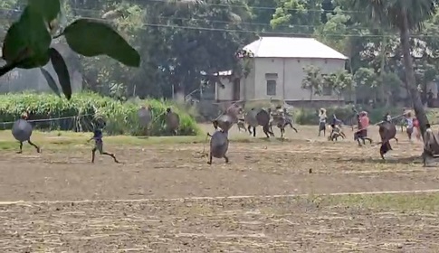 সালথায় দুই দলের সংঘর্ষে আহত ১০, বাড়িঘর ভাঙচুর