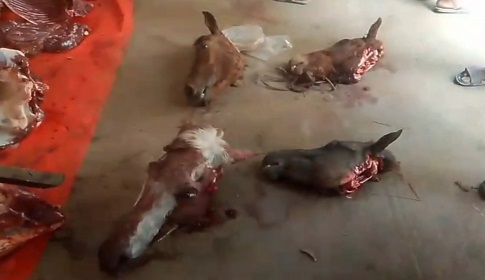 দিনাজপুরে জবাই করা ঘোড়ার মাংস গরুর মাংস বলে বিক্রি হয় ঢাকায়