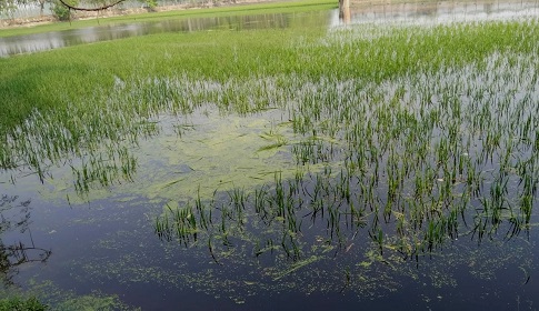 চৈত্রের অকাল বৃষ্টিতে তলিয়ে গেছে ইরি-বোরো ফসল 