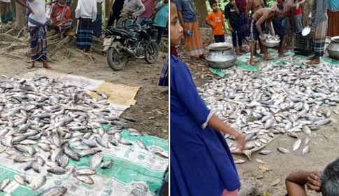 জোরপূর্বক কৃষকের পুকুর থেকে মাছ মেরে নেওয়ার অভিযোগ, আদালতে মামলা 