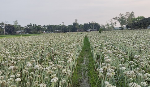 রাজারহাটে প্রথমবার মতো পেঁয়াজের বীজ উৎপাদনে কৃষকের সাফল্য