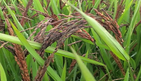 ইউটিউব দেখে ‘ব্ল্যাক রাইস’ চাষে কৃষক রহমত আলীর বাজিমাত 