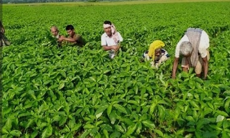 ফরিদপুরে তেল সংকটে ভুগছে পাট ও তিল চাষীরা