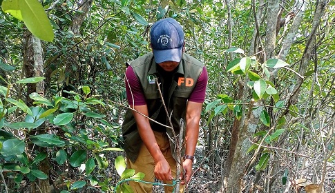 সুন্দরবনে হরিণ শিকারের ২৫টি ফাঁদ উদ্ধার