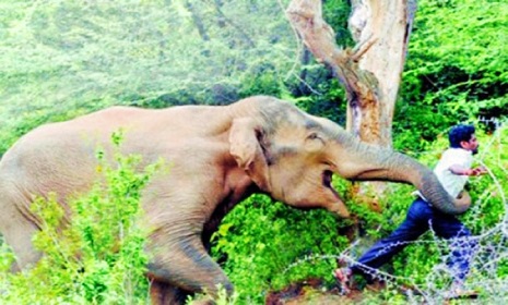 হাতির পায়ে পিষ্ট হয়ে কাপ্তাই চিৎমরমে  মংখ্যাচিং মারমার মৃত্যু