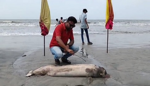 ১০ ফুট লম্বা ইরাবতী ডলফিন ভেসে এসেছে কুয়াকাটায়