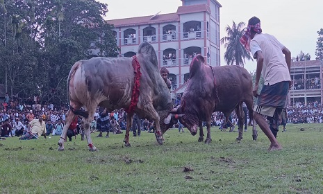 নড়াইলে ঐতিহ্যবাহী ষাঁড়ের লড়াই, দর্শকের ঢল