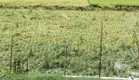 কালবৈশাখীর তাণ্ডবে সোনাতলায় বোরো ধানের ব্যাপক ক্ষতি