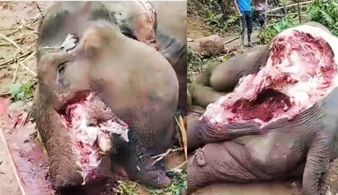 লংগদুতে পুরুষ হাতির অঙ্গ কেটে নিল দুর্বৃত্তরা