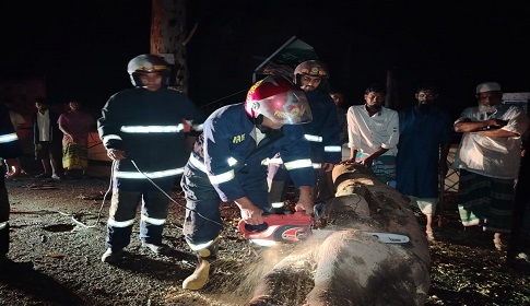 মুন্সীগঞ্জে কালবৈশাখী ঝড়ে গাছ উপড়ে পরে যানচলাচল ব্যাহত