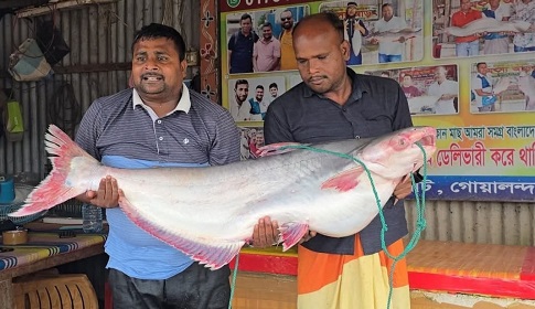 দৌলত‌দিয়ায় এক পাঙা‌স ৭১ হাজা‌রে বি‌ক্রি