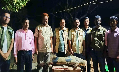 কাপ্তাইয়ে ১৬ কেজির মহাবিপন্ন বাঘা আইড় জব্দ, ধ্বংস করে মাটিচাপা