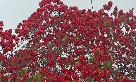 মহম্মদপুরে গ্রীষ্মের তপ্ত রোদে রঙিন কৃষ্ণচূড়া 