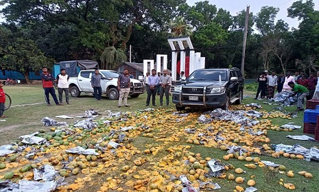 দেবহাটায় প্রায় ১ হাজার কেজি অপদ্রব্য মেশানো আম বিনষ্ট