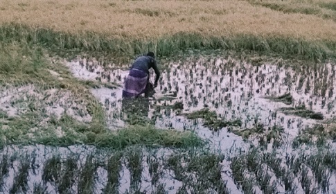 সোনাতলায় বোরো ধানে বৃষ্টির থাবা, ক্ষতির মুখে কৃষক