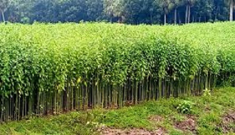 সালথায় মাঠজুড়ে সোনালী আঁশ পাট, ভালো ফলনের স্বপ্ন চাষিদের