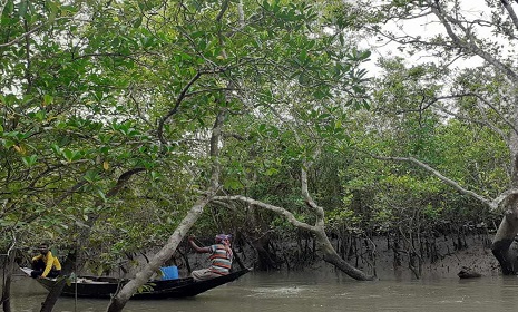 সুন্দরবনে মুক্তিপণের দাবিতে দুই বনজীবী অপহরণ