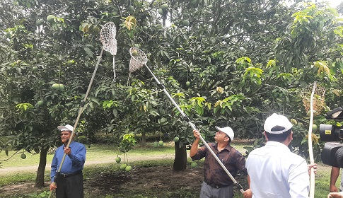সাতক্ষীরায় সরকারিভাবে আম সংগ্রহের উদ্বোধন 