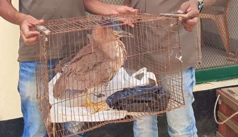 কাপ্তাইয়ে বিরল বক প্রজাতির ‘মালায়ন নাইট হিরোন’ উদ্ধার, পালালো পাচারকারীরা